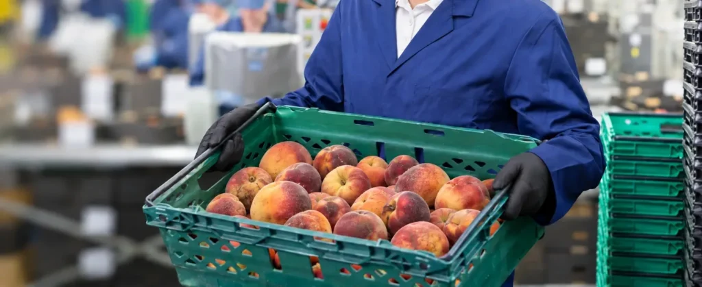 Food production worker carrying a crate of fresh peaches in a processing facility.