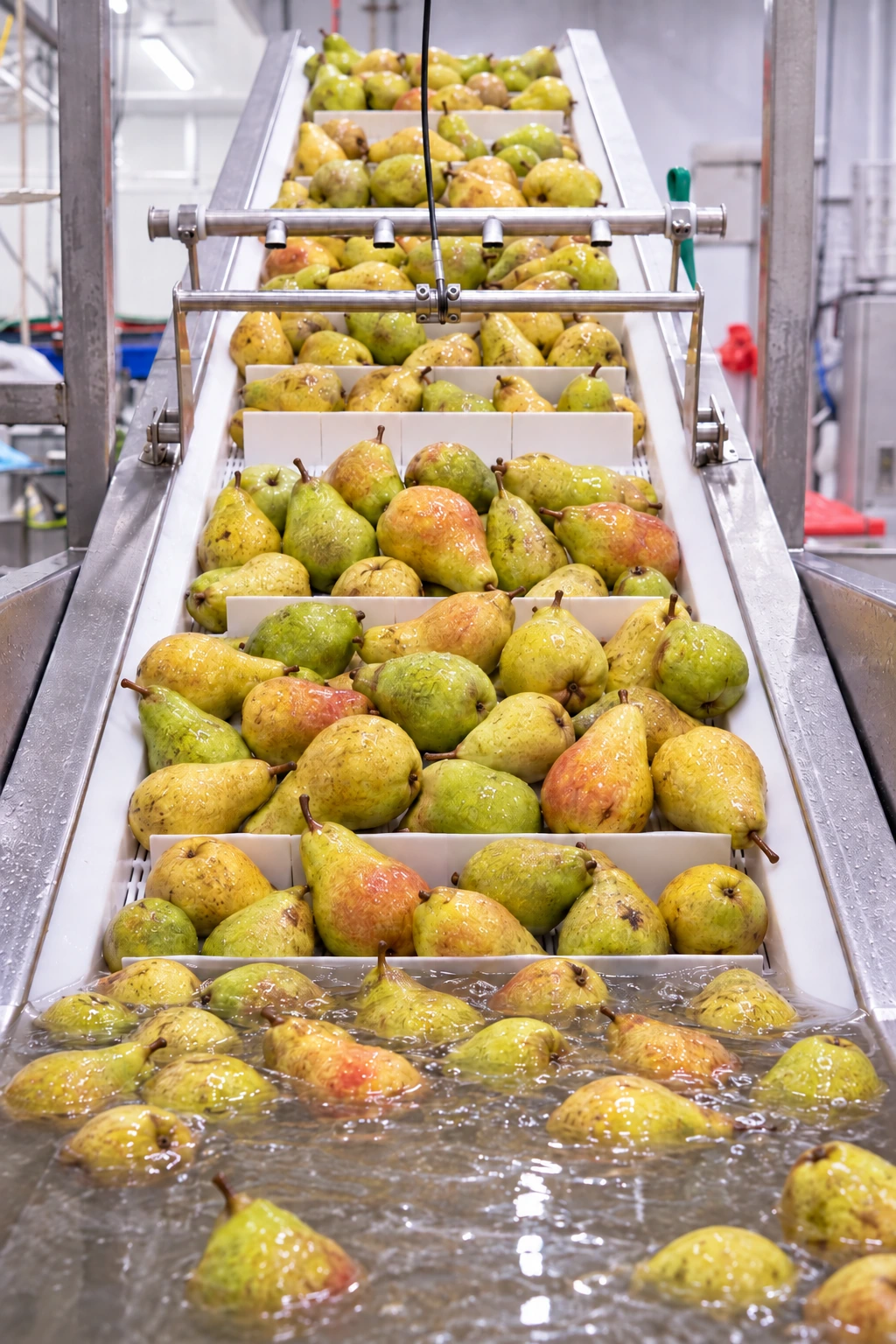 Green and golden pears of varied sizes moving through wash water on a tiered processing conveyor.