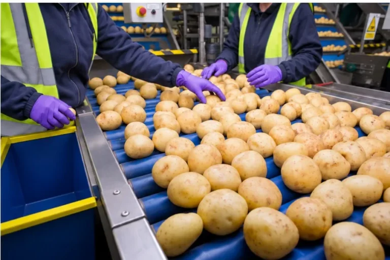 Workers in protective clothing sorting potatoes on a conveyor in a food processing facility.